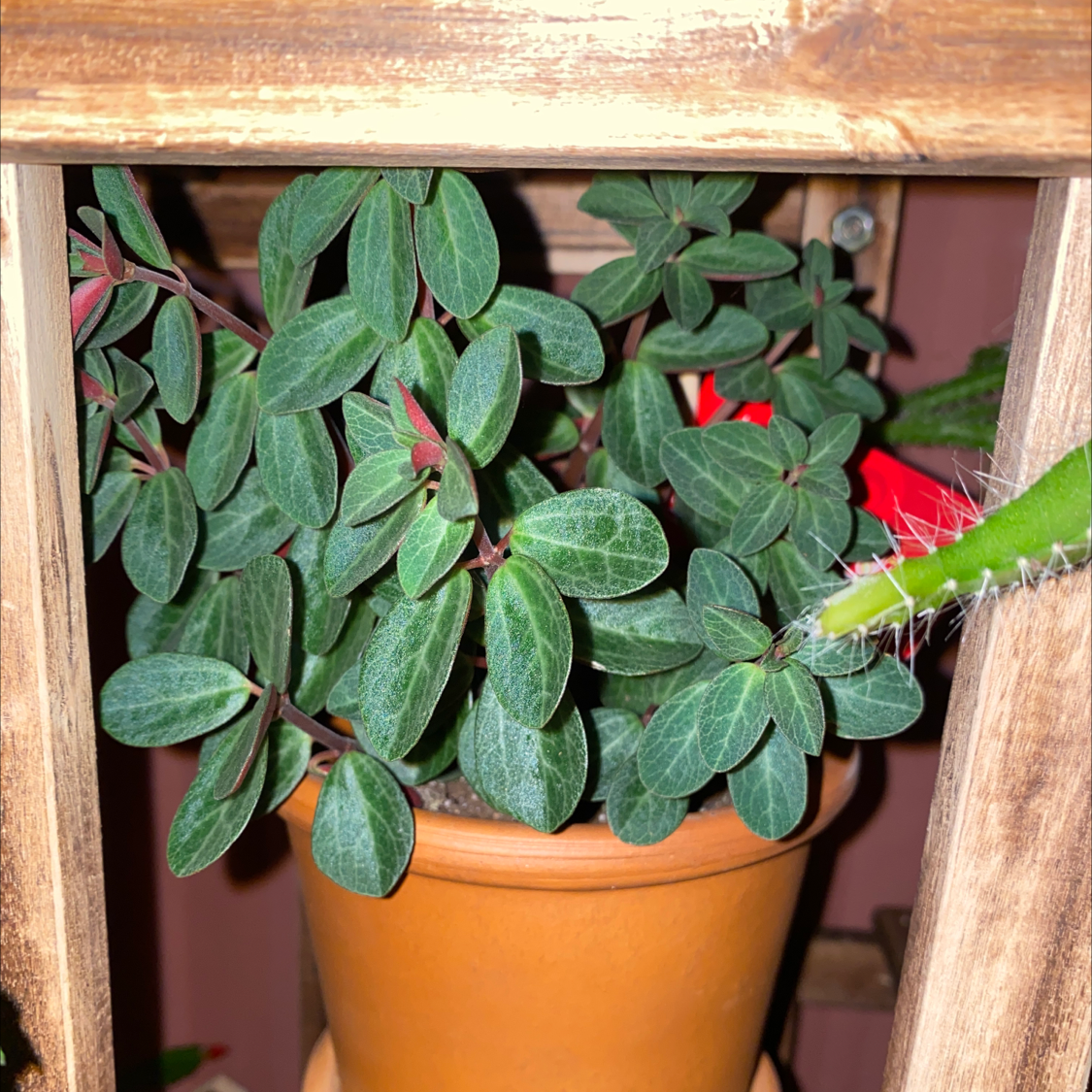 Peperomia Red Log plant in a terracotta pot with vibrant green leaves.