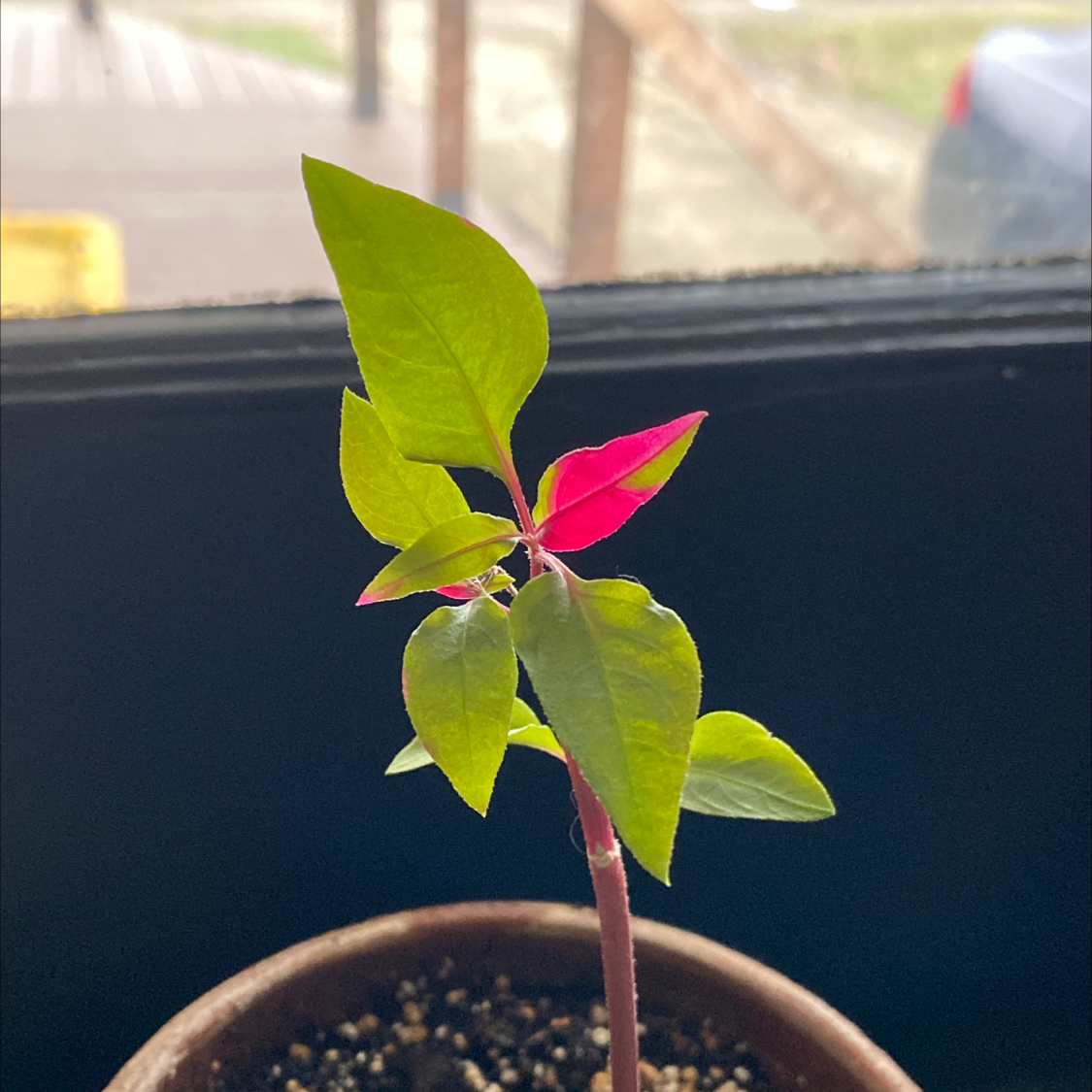Party Time Alternanthera plant with vibrant green and pink leaves in a pot.