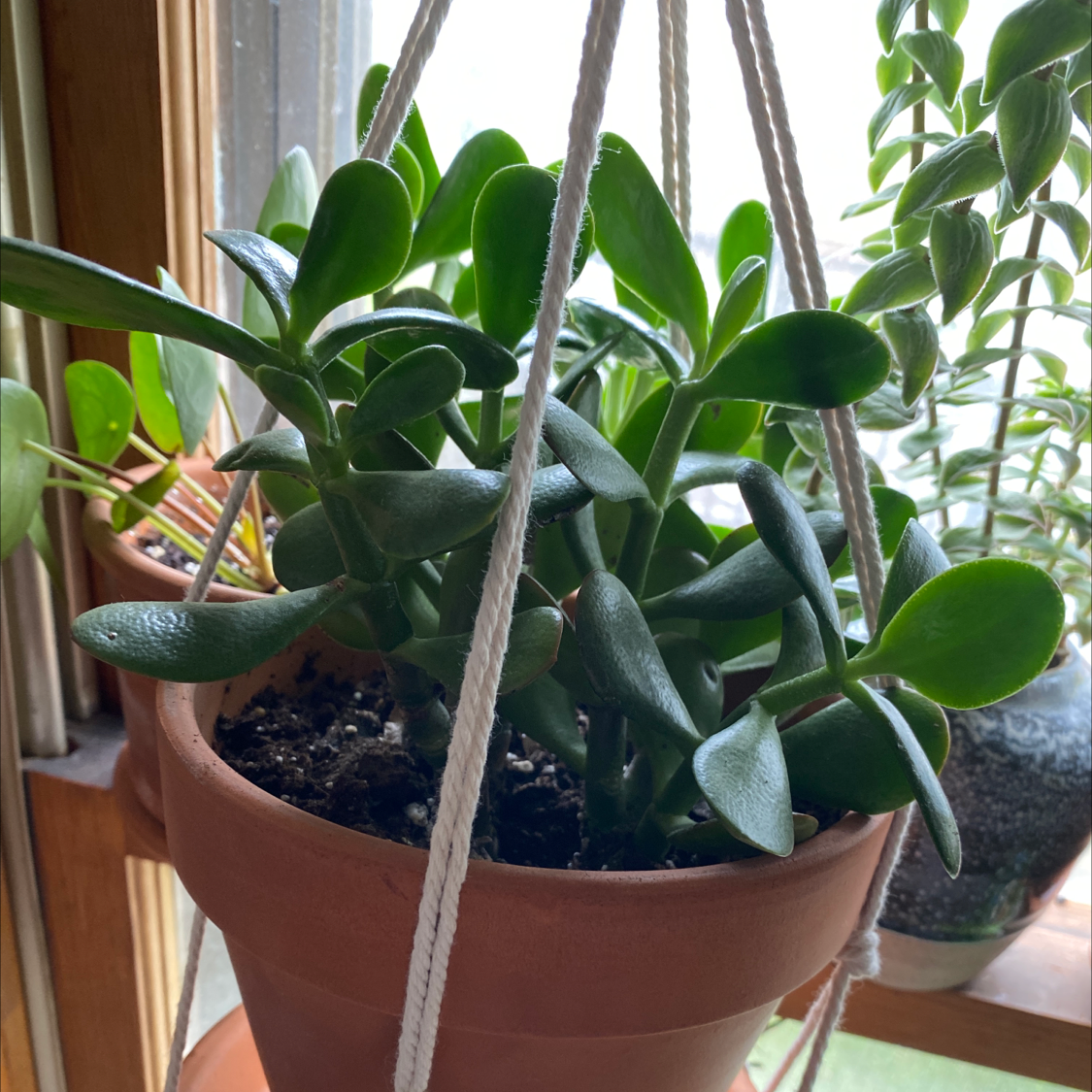 Lucky Plant plant photo by @Elt0503 named Harriett on Greg, the plant care app.
