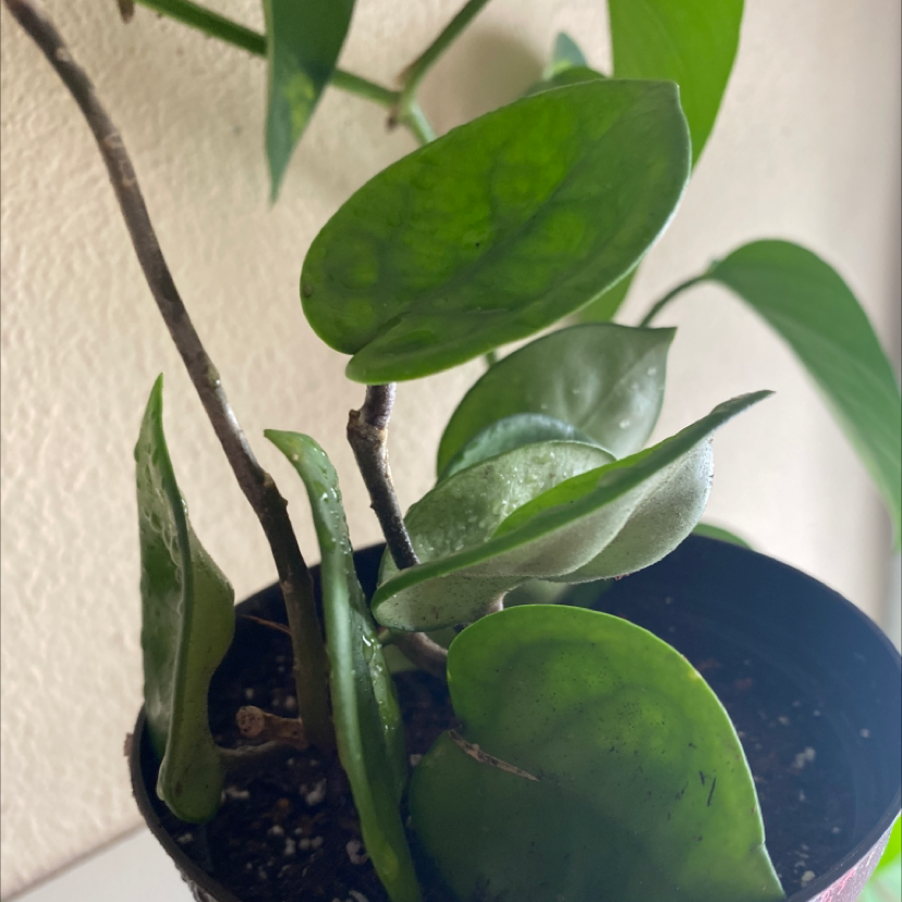 Photo of the plant species Chelsea Hoya by @reli_will named Oscar on Greg, the plant care app