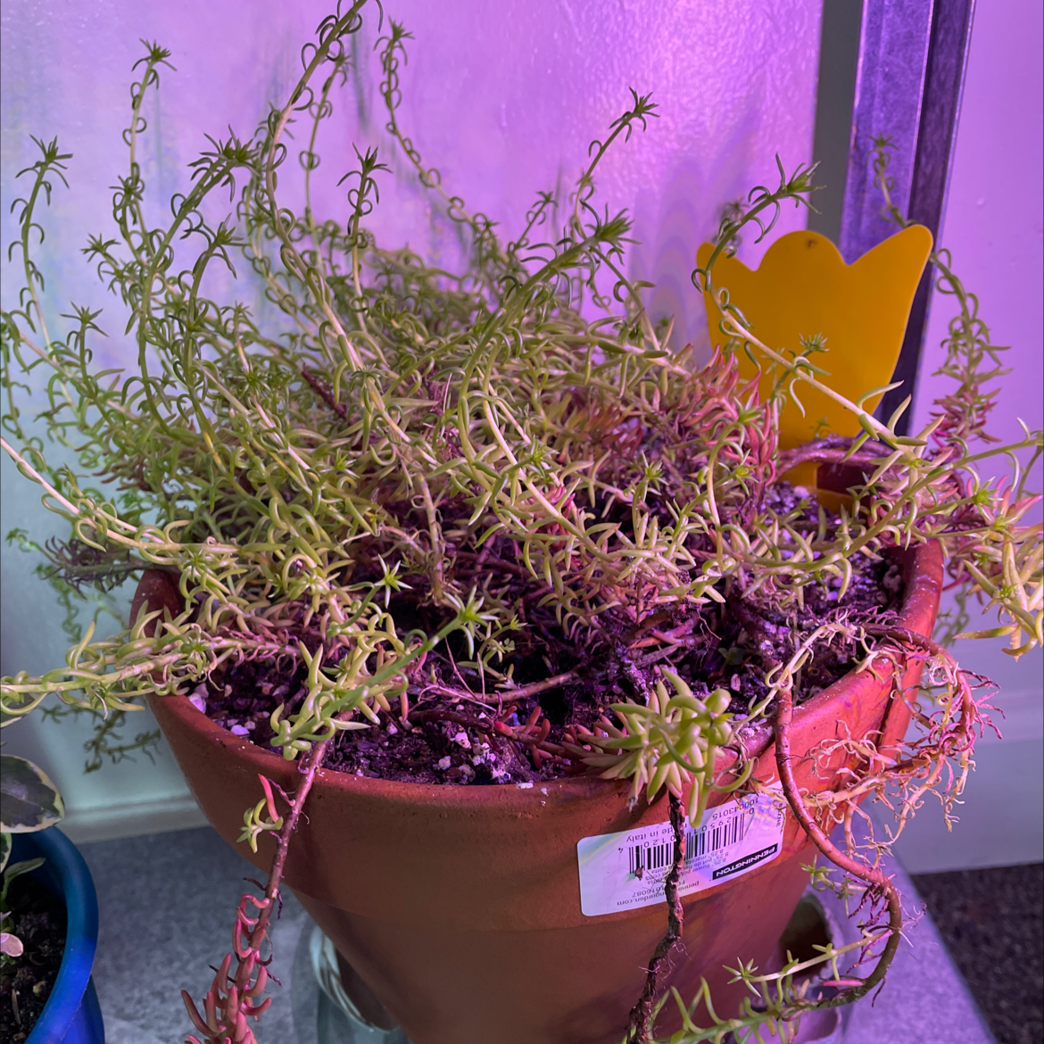 Healthy, blooming magenta Moss Rose Purslane succulent plant in a terra cotta pot with a price tag attached.