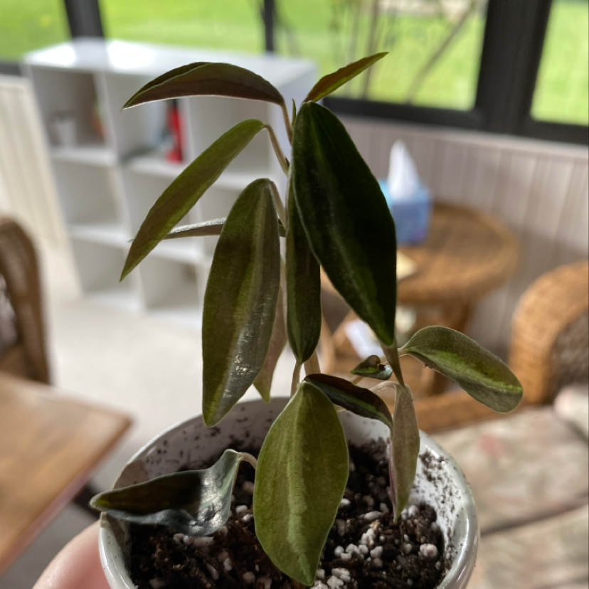 Radiator Plant in a small pot with some leaf discoloration, indoors.