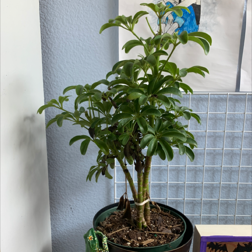 Healthy Dwarf Umbrella Tree plant with dense green foliage and braided trunk, in a pot against tiled wall.