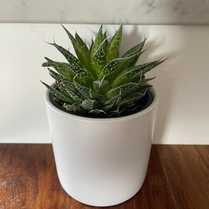 Aloe Aristata plant photo by @austinw named Samuel on Greg, the plant care app.
