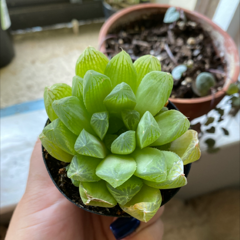 Photo of the plant species Star Cactus by @vannah2234 named gary on Greg, the plant care app