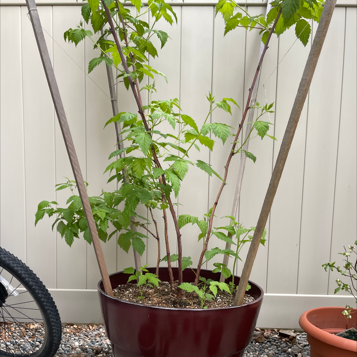 Potted European Red Raspberry plant with green leaves and wooden stakes for support.