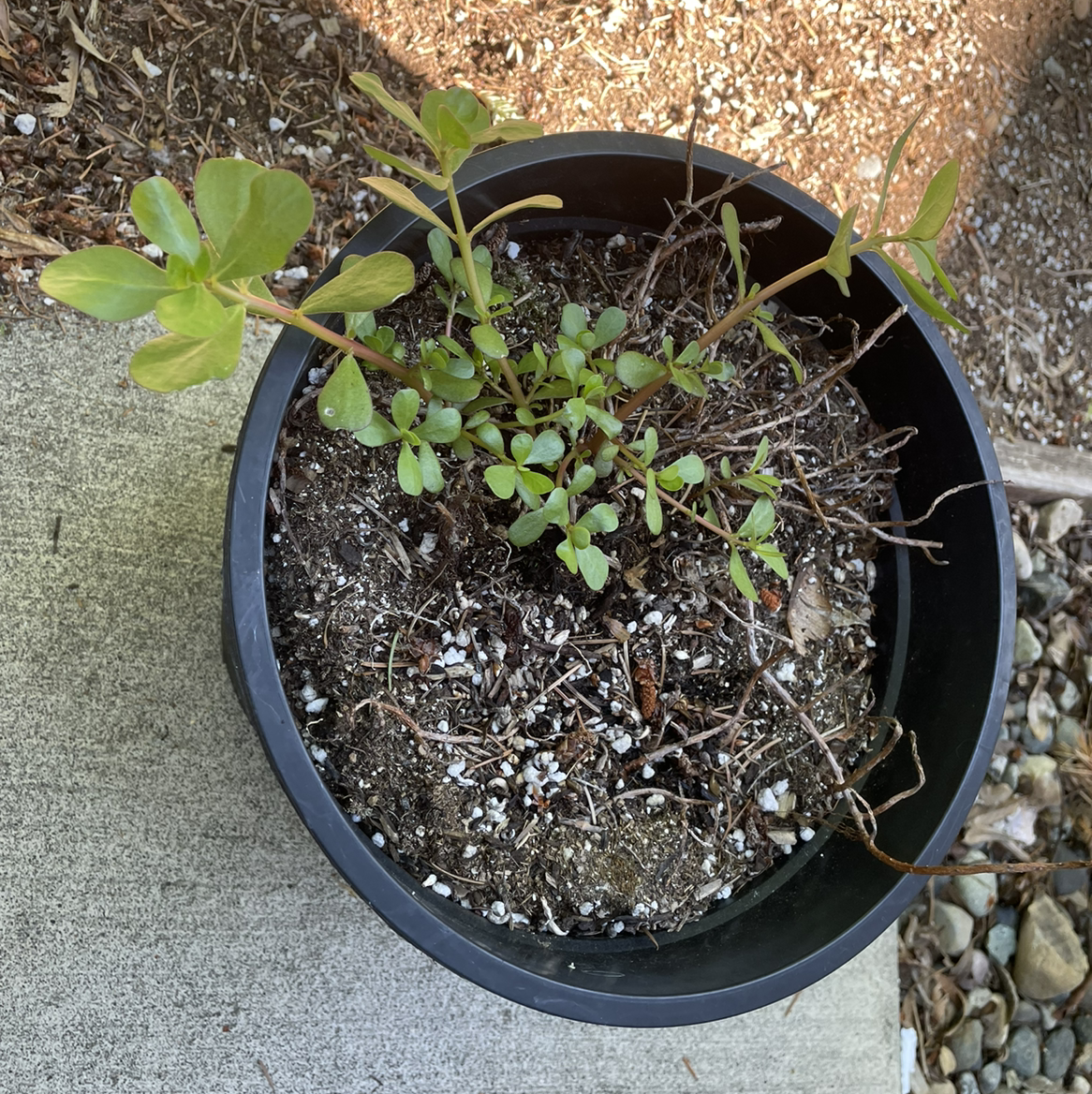 Photo of the plant species Duckweed by @chronicvixen named Beans 2.0 on Greg, the plant care app