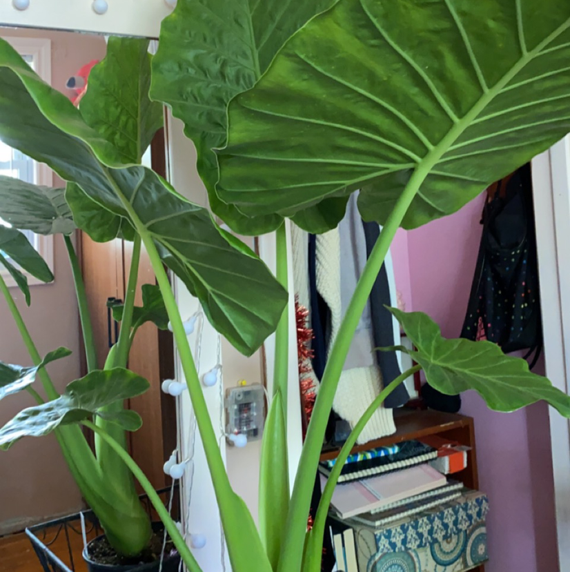 Night-Scented Lily plant photo by @mikatkinson named Anne on Greg, the plant care app.