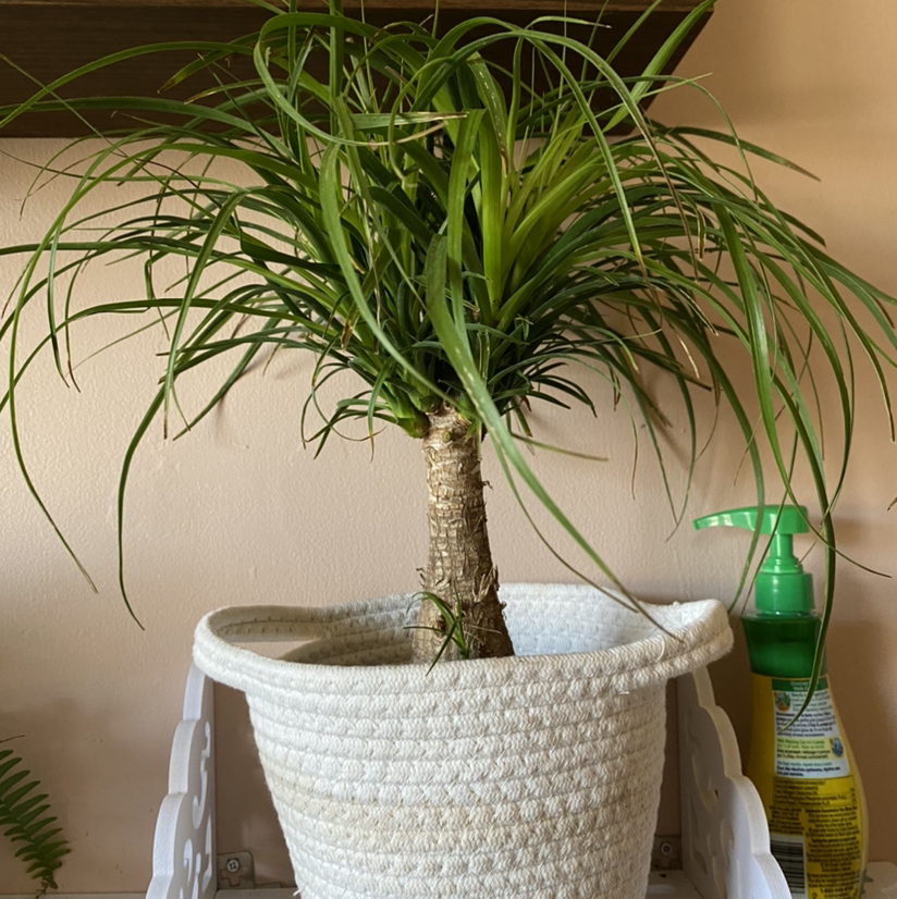 Bottle Palm Tree plant photo by @mikatkinson named Pony on Greg, the plant care app.