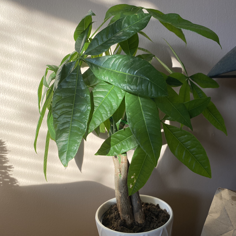 Money Tree plant photo by @mikatkinson named Oscar on Greg, the plant care app.
