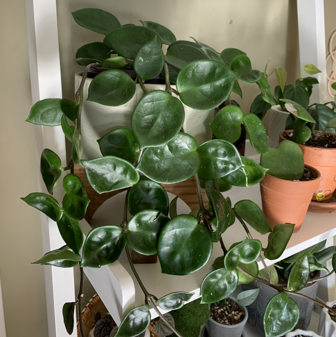 Healthy Chelsea Hoya plant with glossy, dark green leaves in a well-framed image.