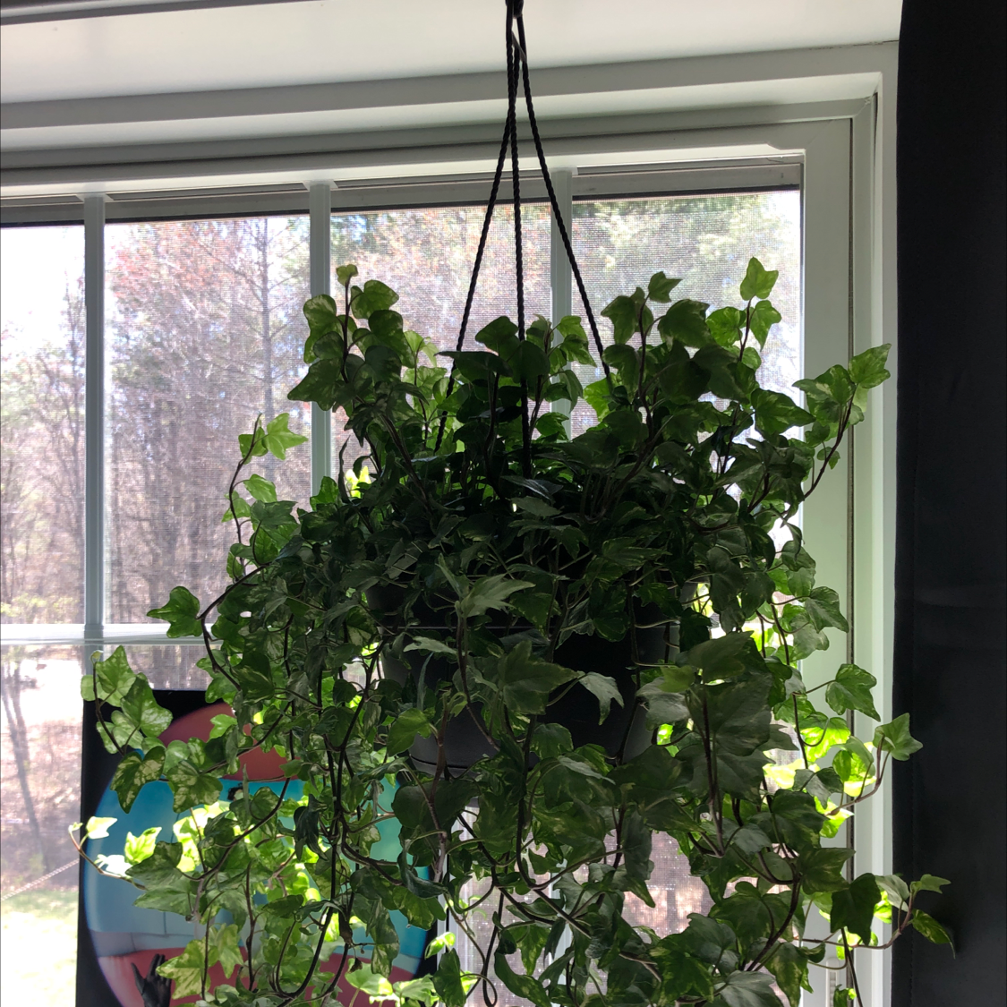 English Ivy plant photo by @Graccceferguson named Jack on Greg, the plant care app.