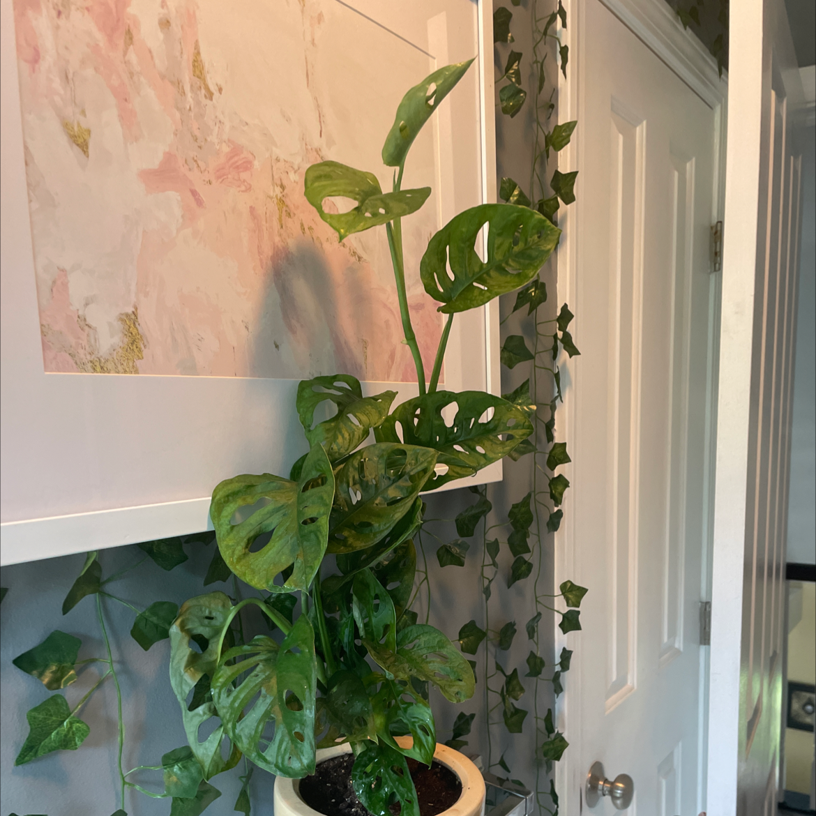 Photo of the plant species Swiss Cheese Plant by @Graccceferguson named Eros on Greg, the plant care app