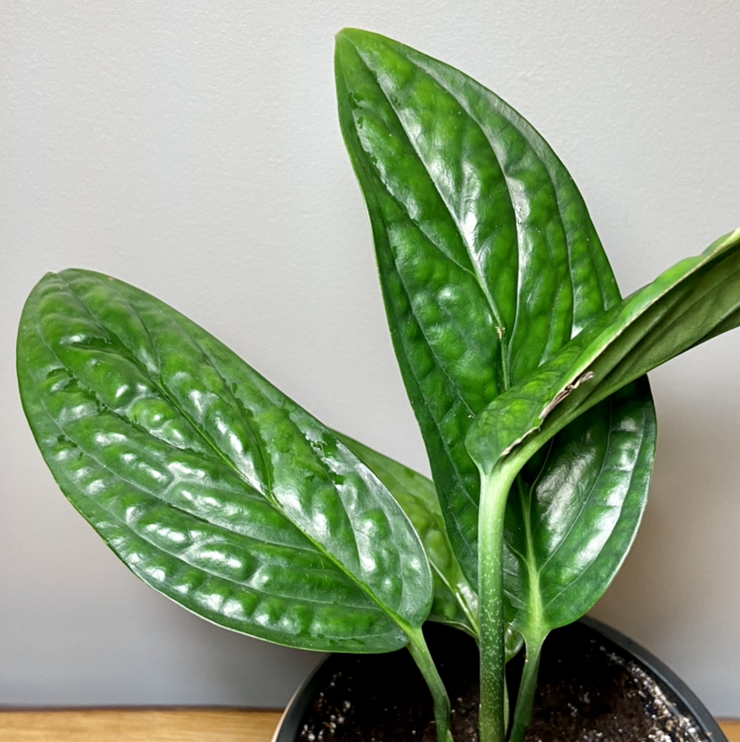 Monstera pinnatipartita plant with three healthy green leaves in a pot.