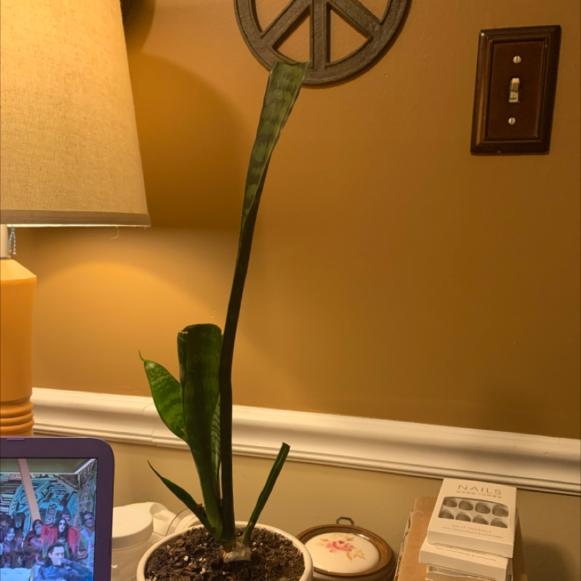 Snake Plant plant photo by @morrisseysucks named robert on Greg, the plant care app.