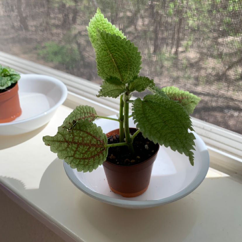 Photo of the plant species Pilea mollis by @MorganT named Julia on Greg, the plant care app