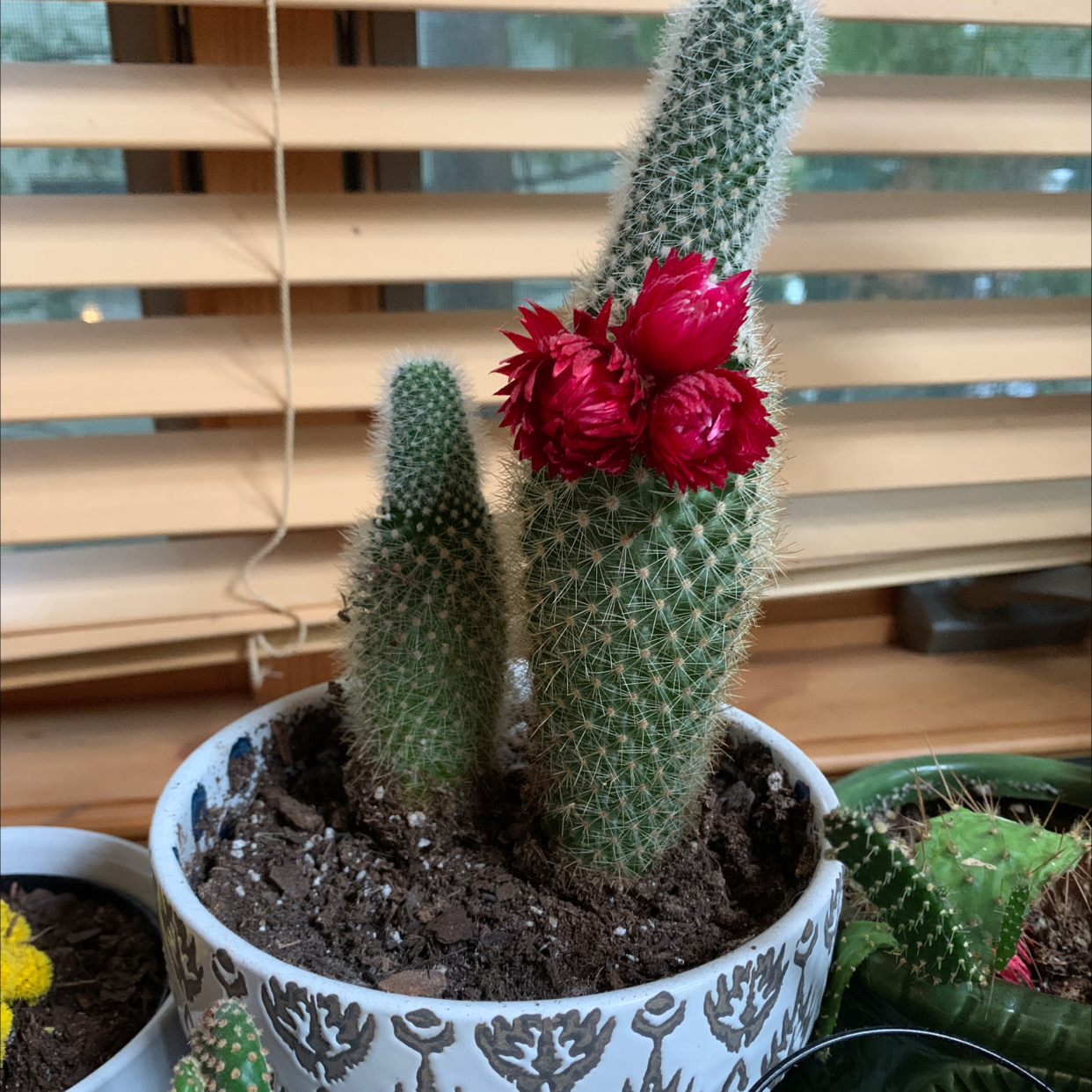 Bunny Ears Cactus in a pot with red flowers attached, soil visible.
