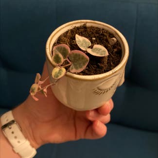 String of Hearts plant in San Diego, California