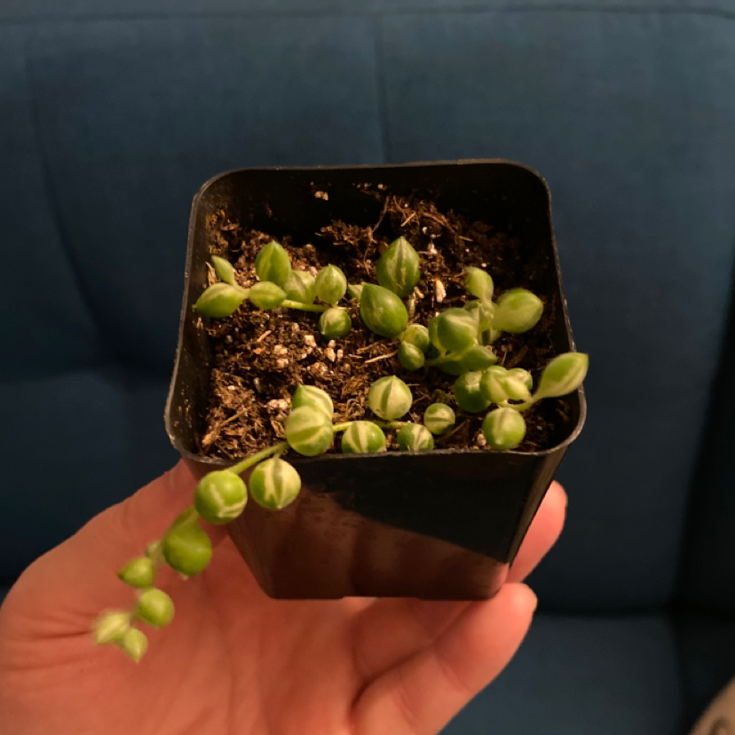 Variegated String of Pearls plant in a small black pot, held by a hand.
