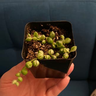 Variegated String of Pearls plant in San Diego, California