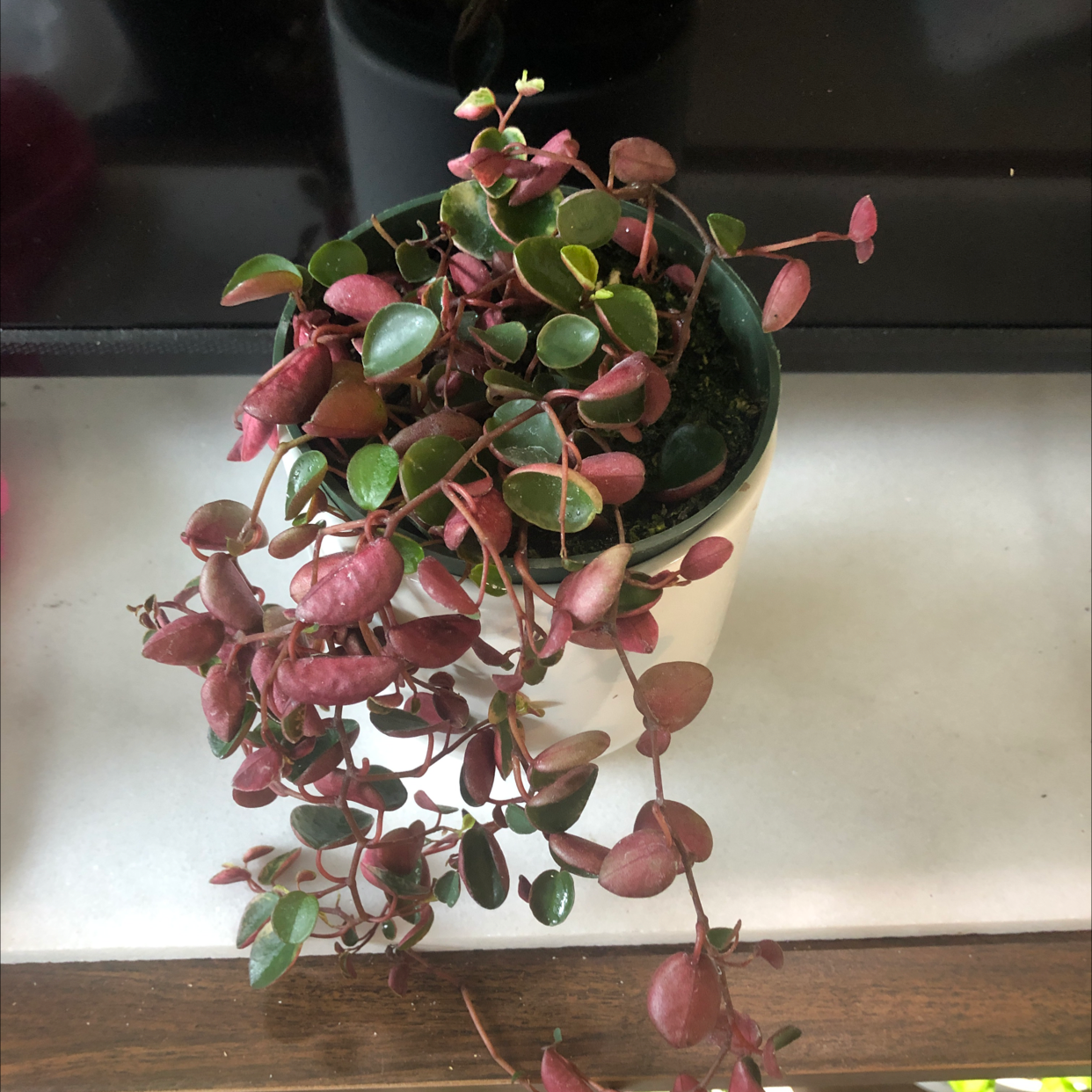 Peperomia 'Ruby Cascade' plant in a pot with green and red leaves.