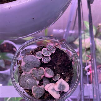 Variegated String of Hearts plant in Somewhere on Earth