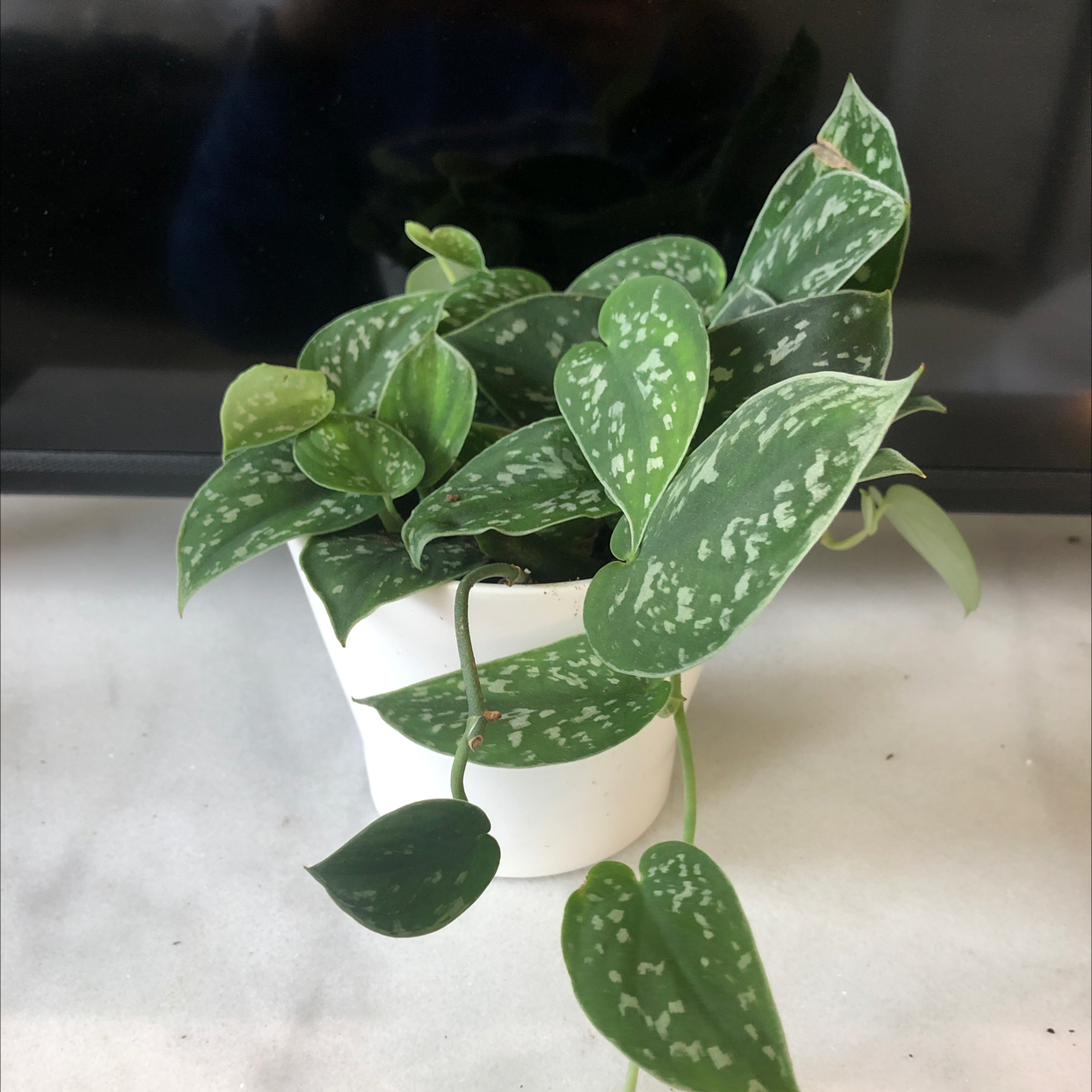 Photo of the plant species Silver Anne Pothos by @Abbiealix named Scindapsus pictus on Greg, the plant care app