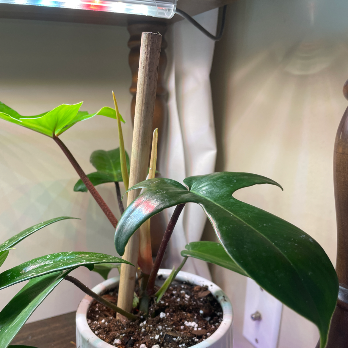 Philodendron 'Florida' plant in a pot with visible soil and healthy green leaves.