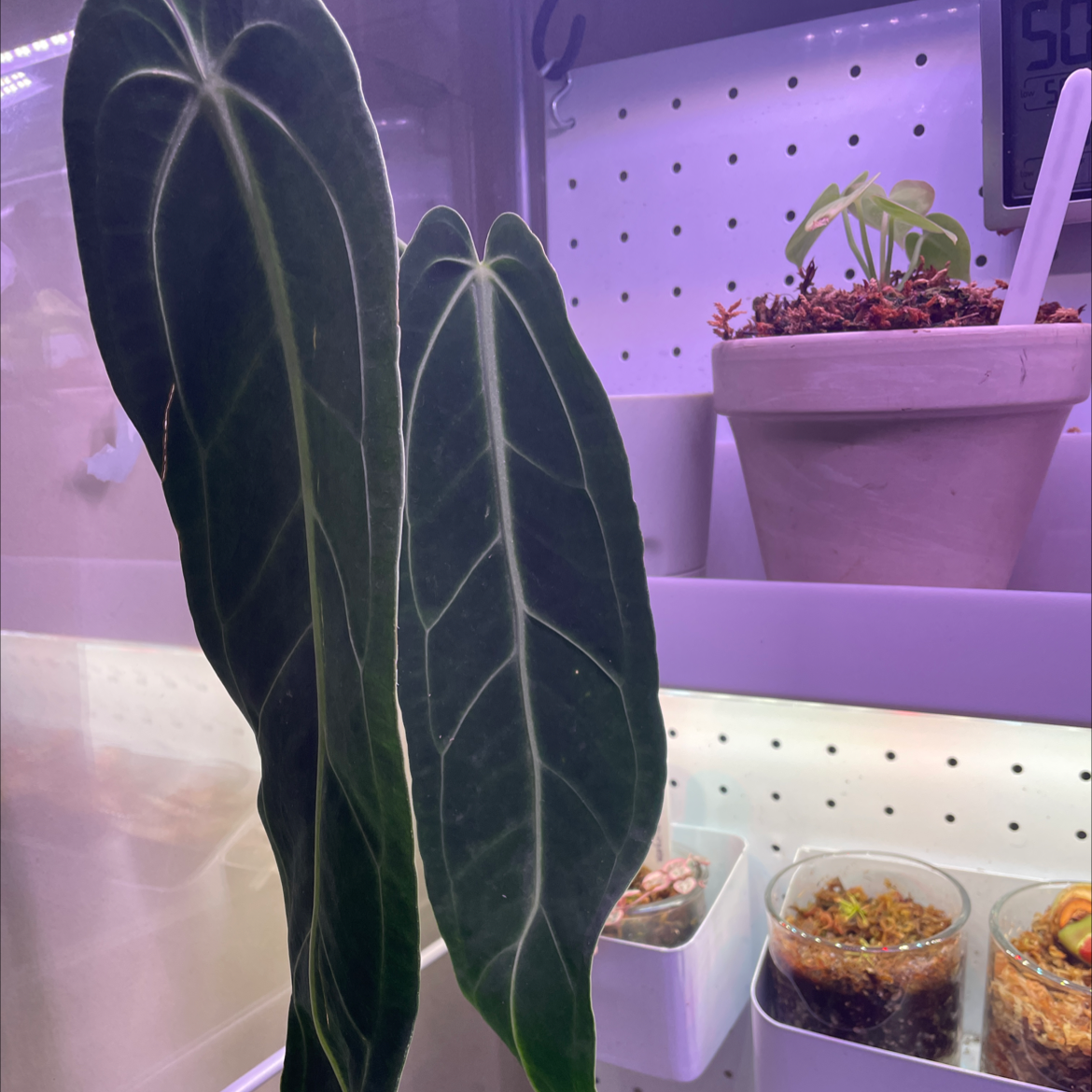 Anthurium warocqueanum plant with large, dark green leaves and white veins in a controlled environment.