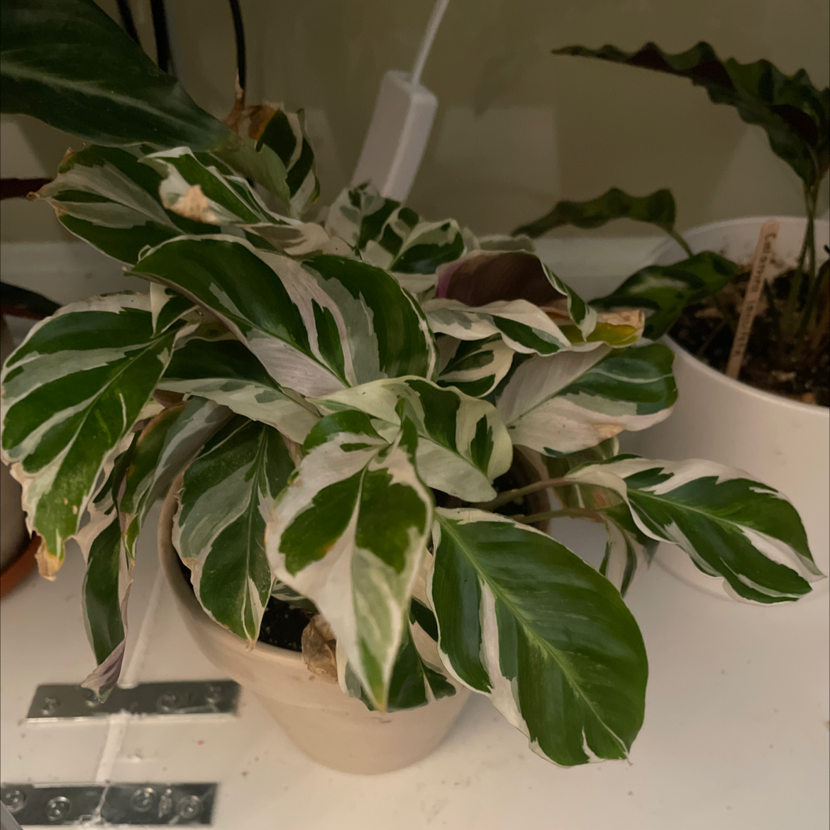 Calathea 'White Fusion' plant with variegated leaves in a pot, some browning on leaf edges.