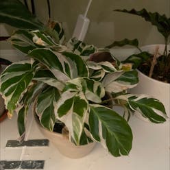 Calathea 'White Fusion' plant