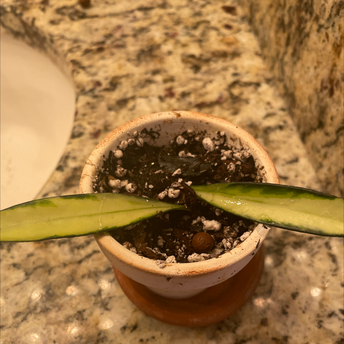 Small potted Stringbean Hoya plant with two elongated green leaves and visible soil.