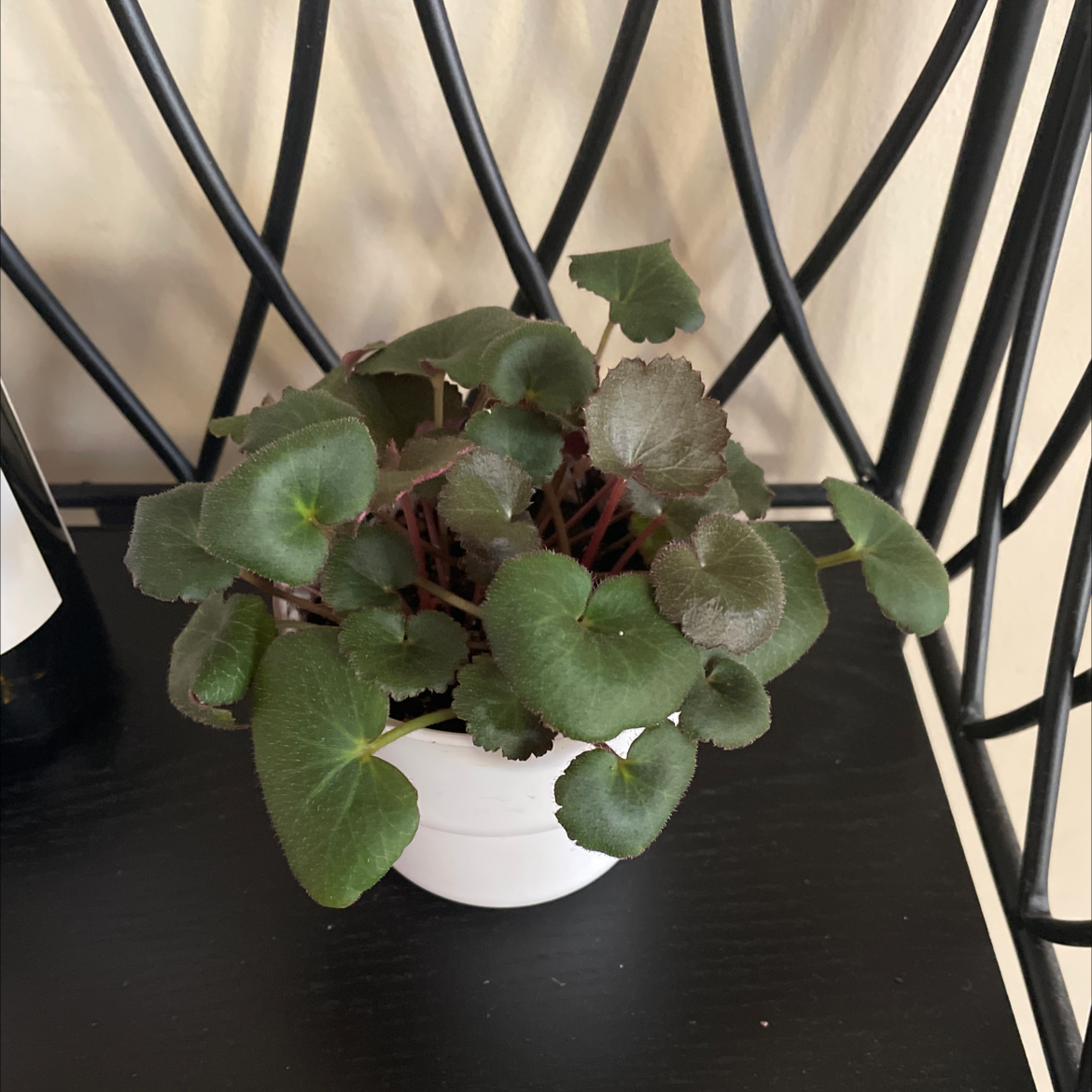 Strawberry Begonia plant in a white pot on a black surface with a decorative background.
