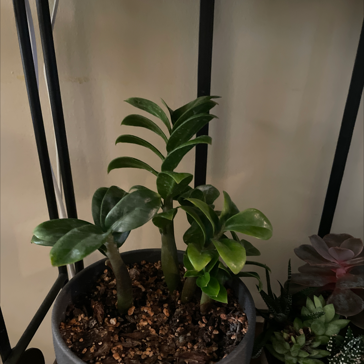 Dwarf ZZ plant in a pot with visible soil, healthy green leaves.