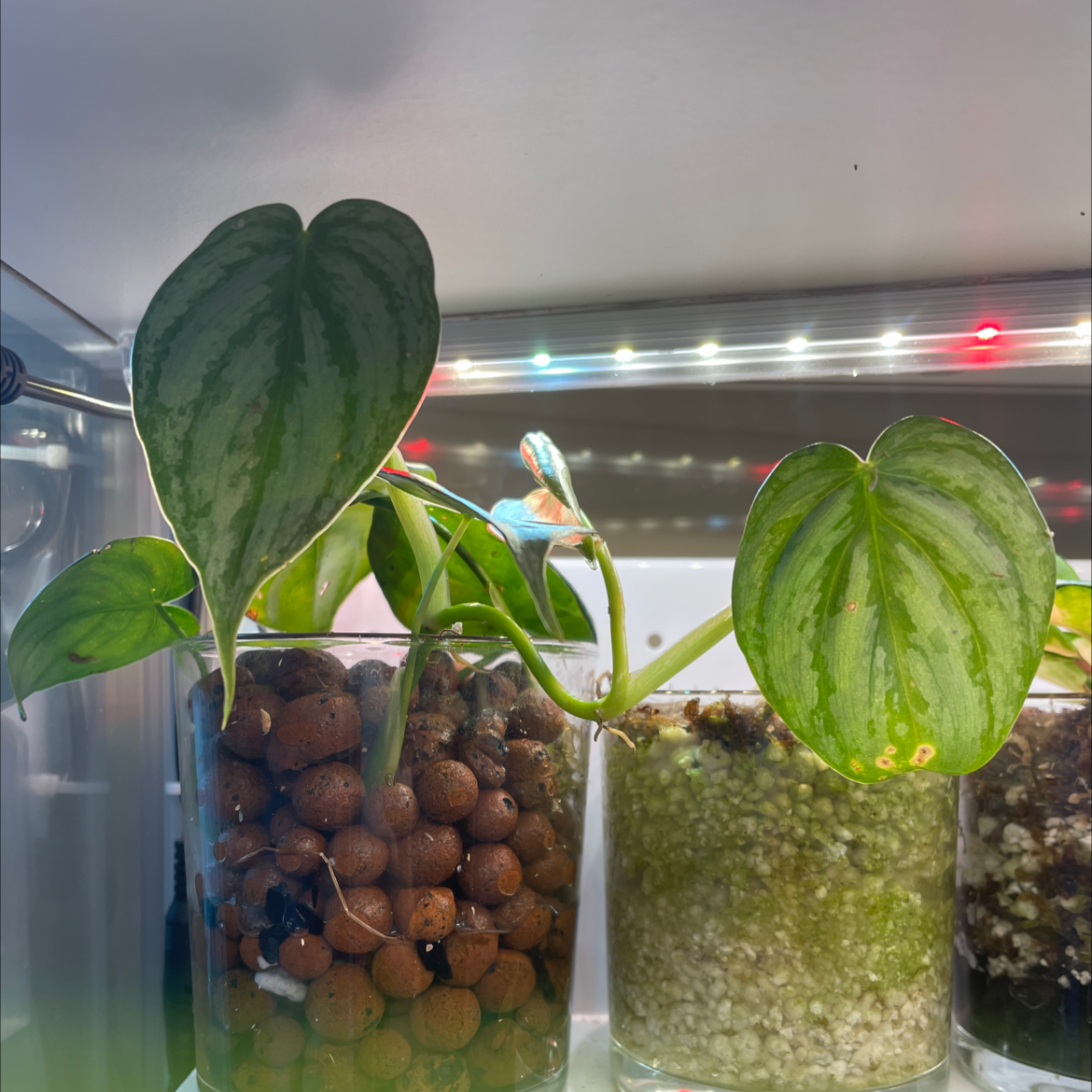 Silver Leaf Philodendron in a glass container with visible soil and clay pebbles, appears healthy.