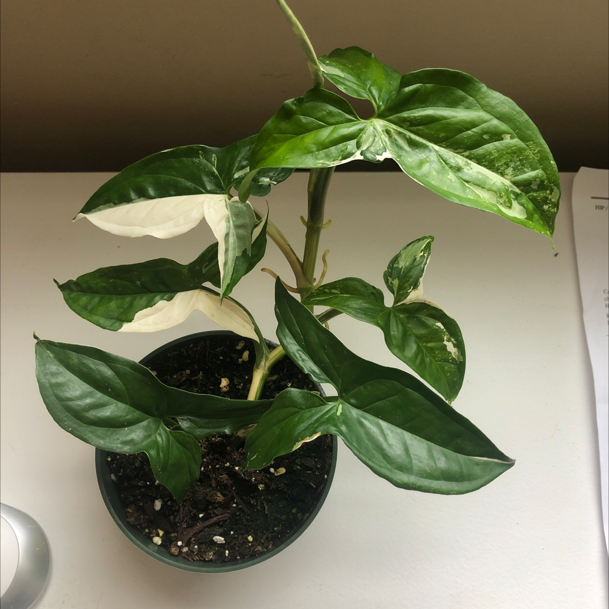 Photo of the plant species Variegated Arrowhead Vine by @Abbiealix named Syngonium albo on Greg, the plant care app