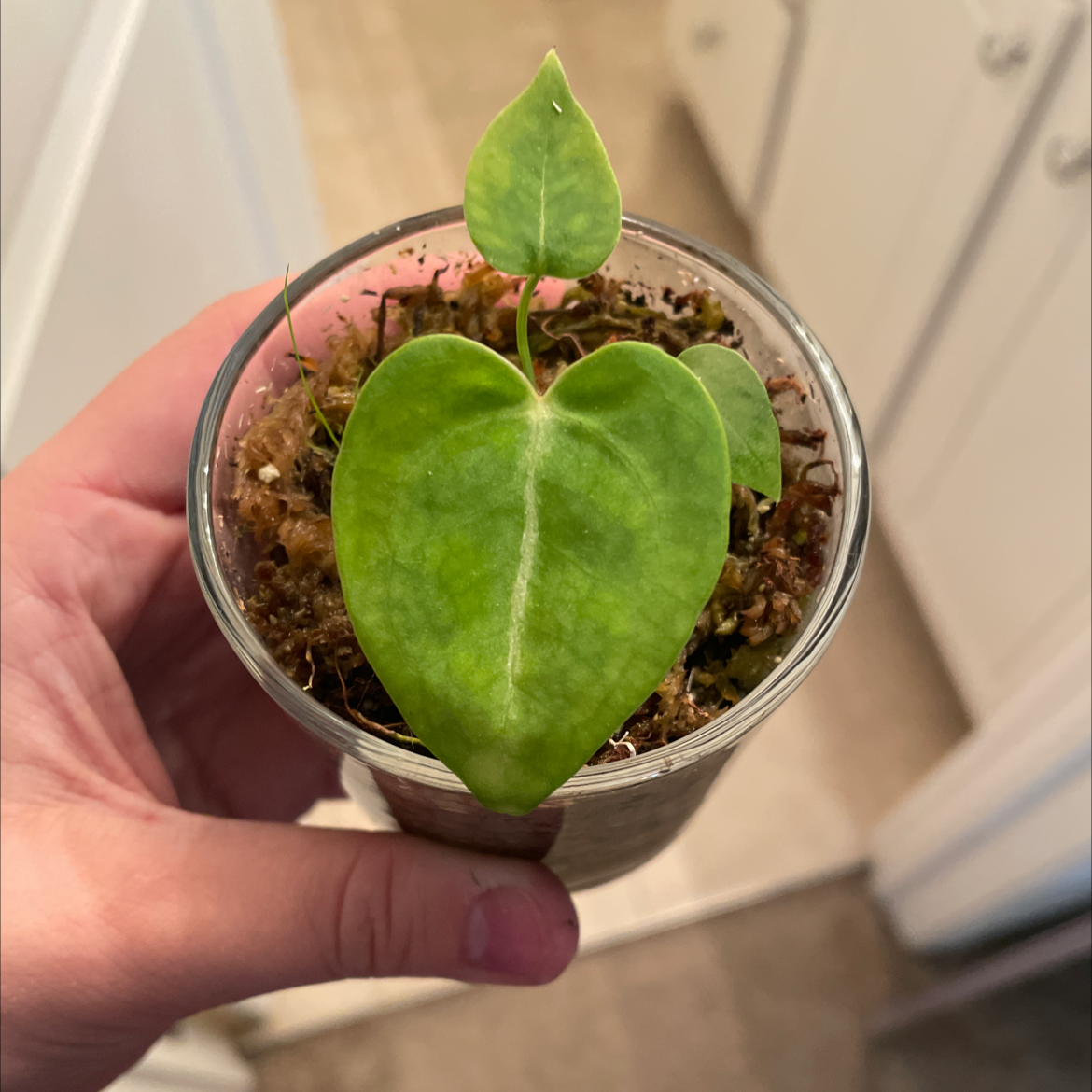 🌞 Does My Anthurium magnificum Need Direct Sunlight?