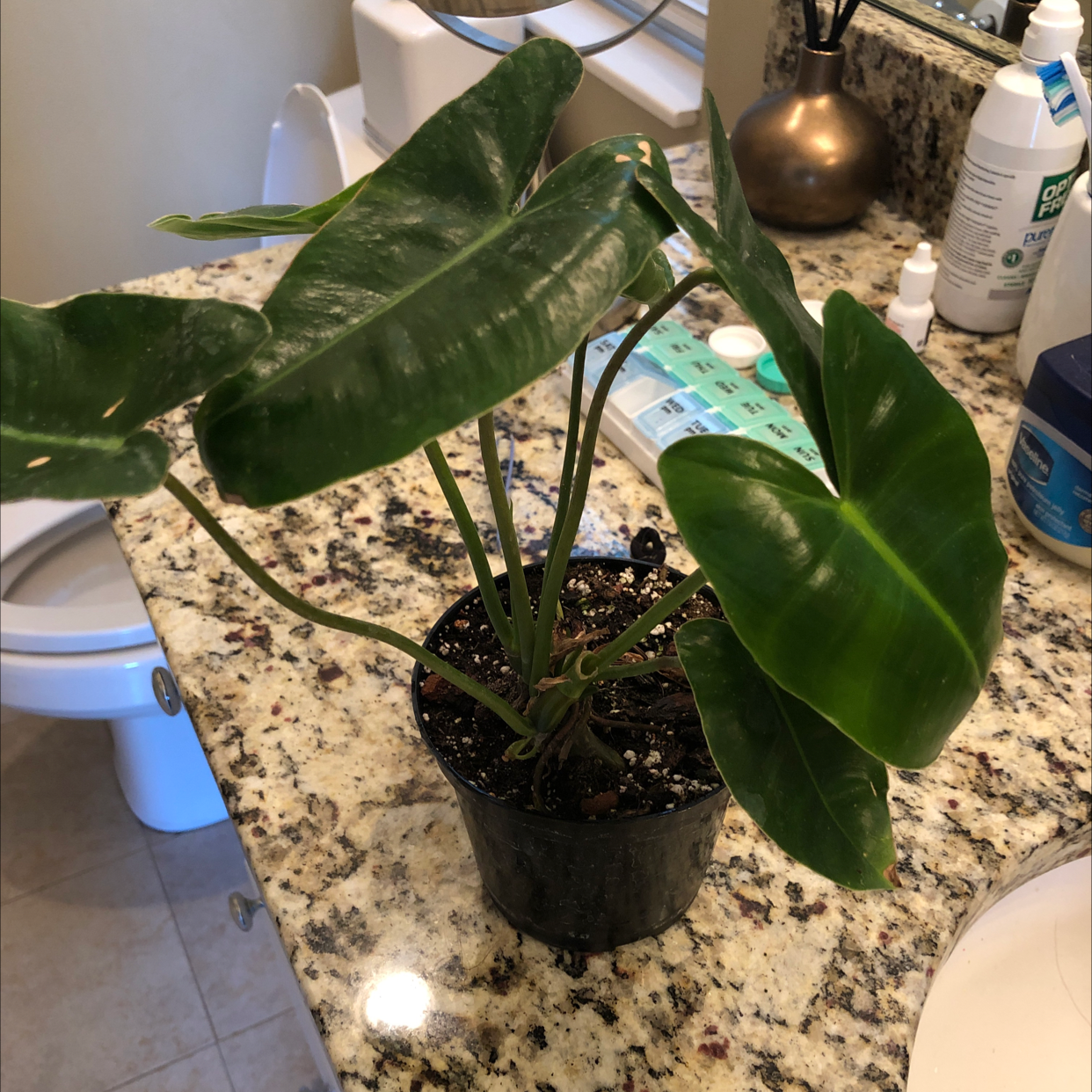 Burle Marx plant in a black pot on a bathroom counter, healthy green leaves.