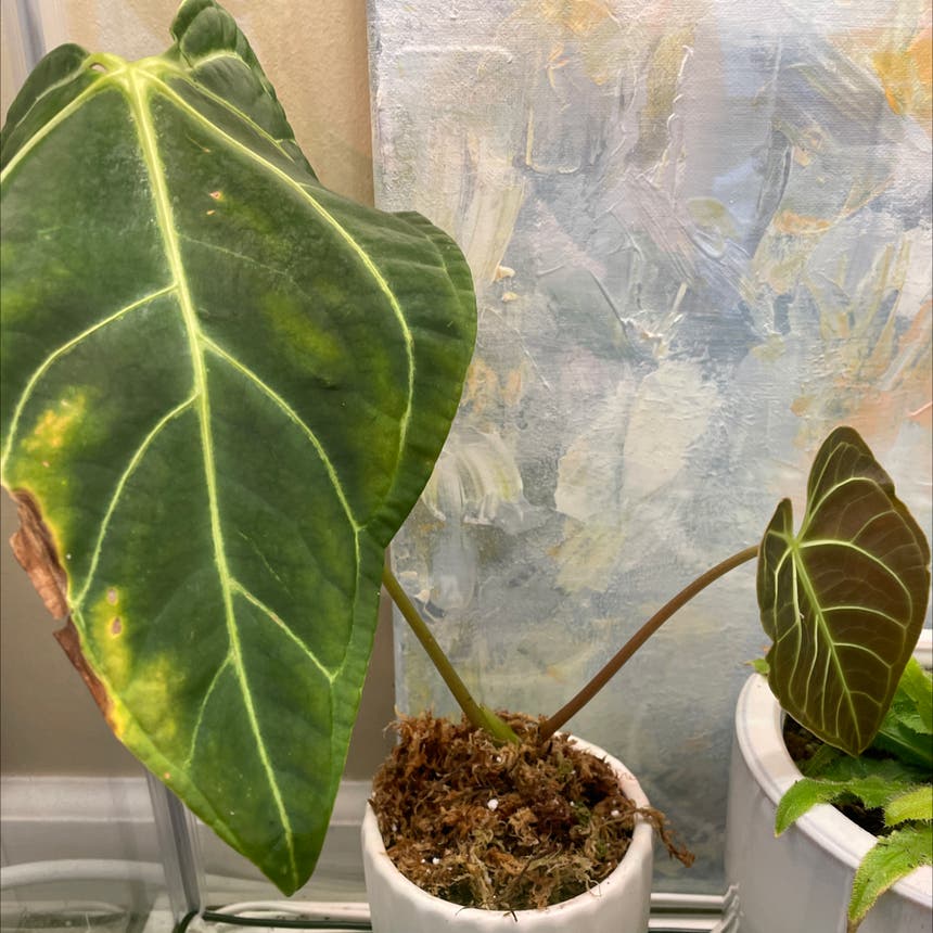 Anthurium regale | A plant by @Abbiealix on Greg Anthurium regale | A plant by @Abbiealix on Greg