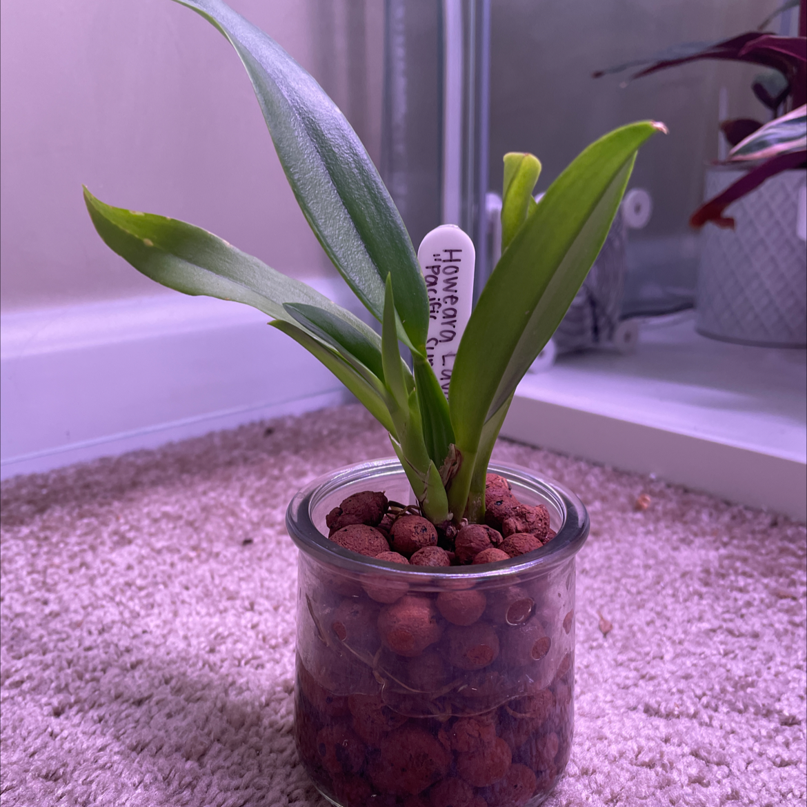 Plant care for Howeara 'Lavaburst' on Greg, the plant care app