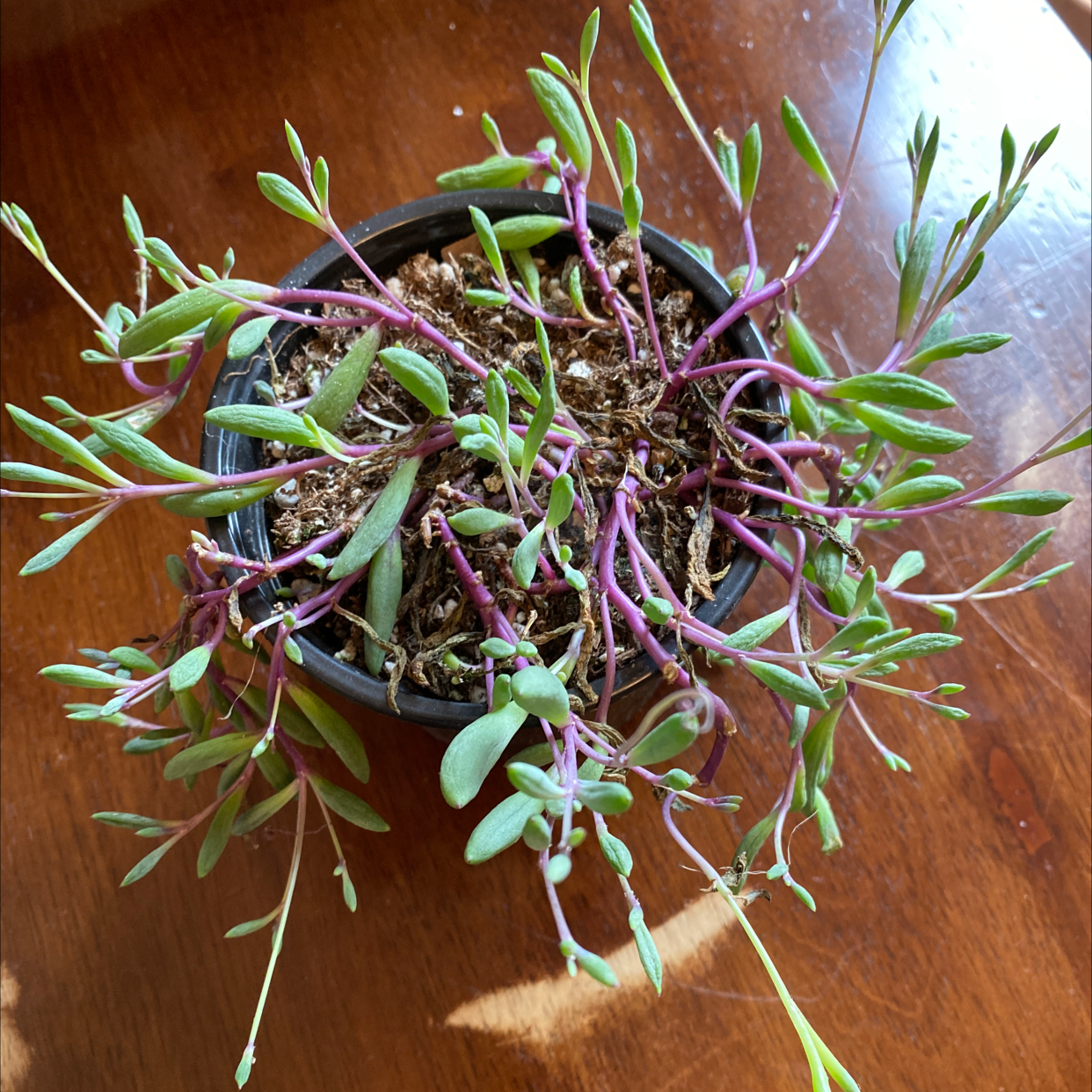 Common Purslane plant in a small pot with green leaves and purple stems.