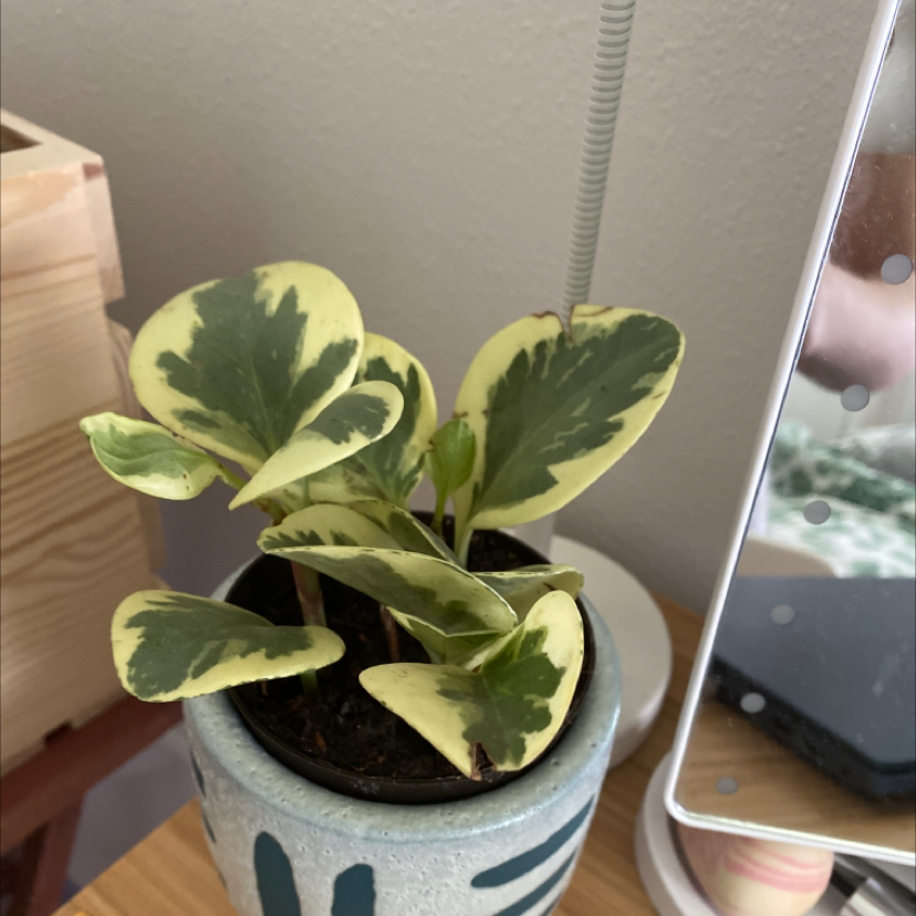 Baby Rubber Plant plant photo by @natalie named kenny on Greg, the plant care app.