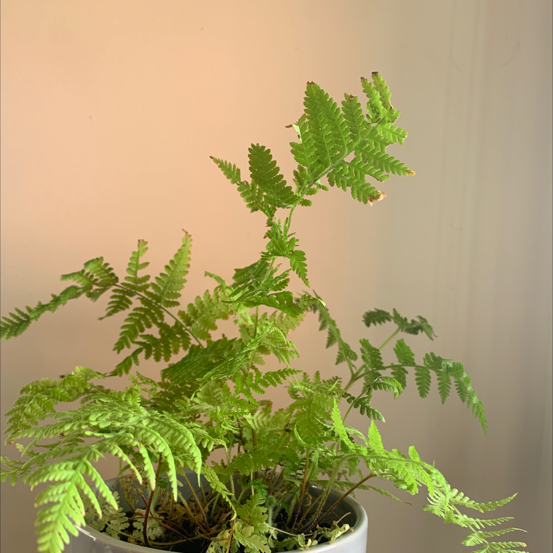 Photo of the plant species Common Ladyfern by @stella.ffs named finnegan on Greg, the plant care app