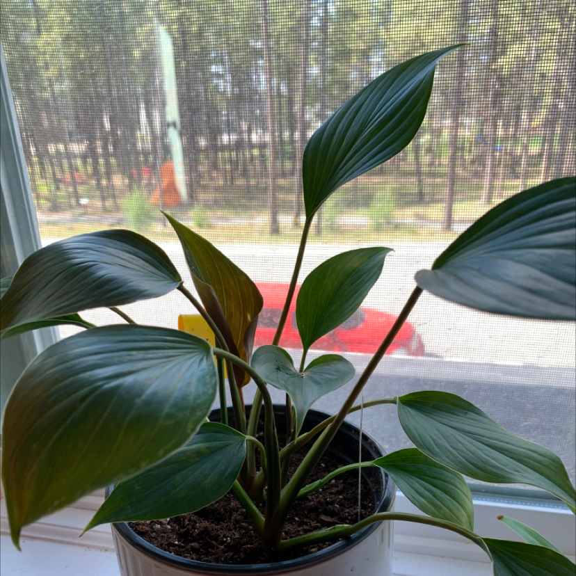 Homalomena 'Emerald Gem' plant on a windowsill with healthy green leaves.