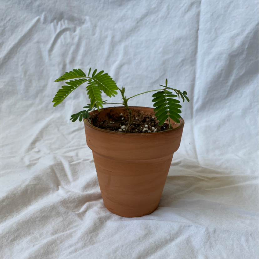 Sensitive Plant in a terracotta pot with green leaves and visible soil.