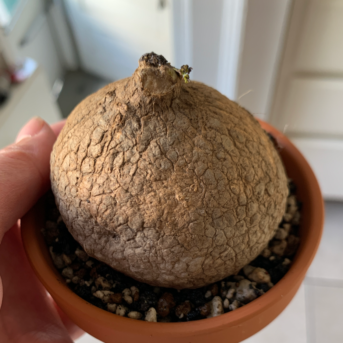 Stephania erecta plant bulb in a small pot with visible soil.