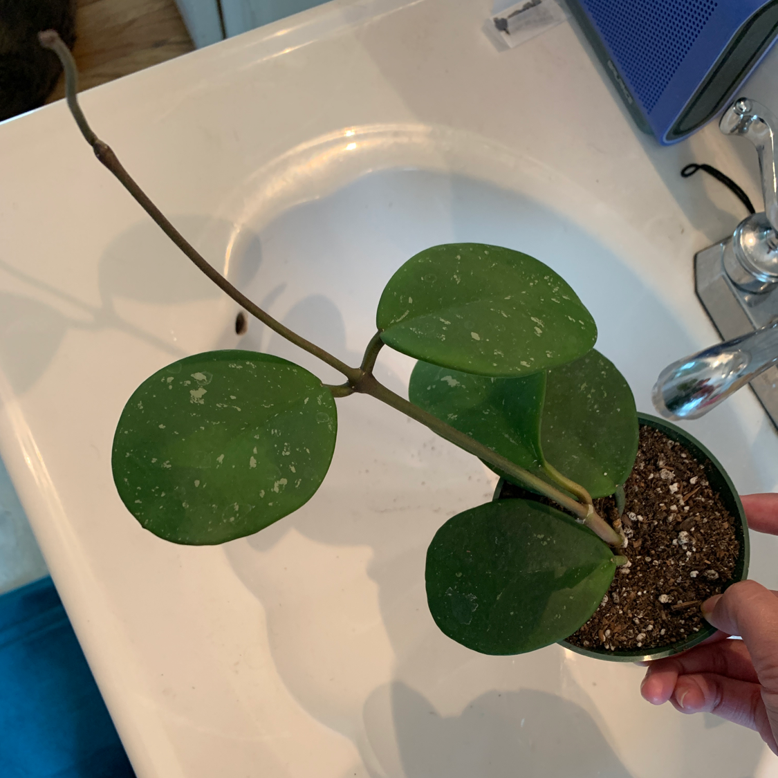 Photo of the plant species Hoya obovata by @crystALLplants named Opal on Greg, the plant care app