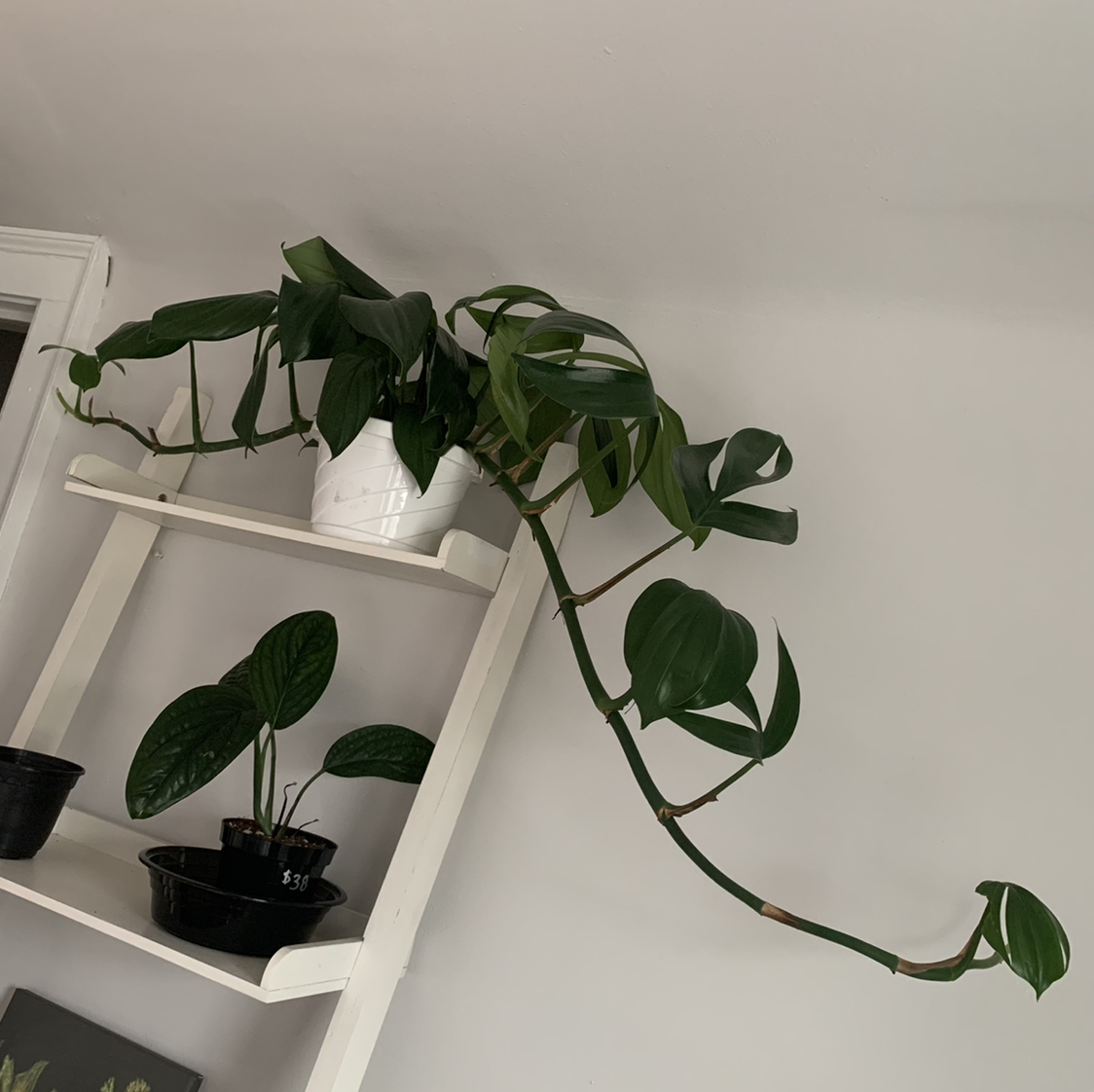 Rhaphidophora decursiva plant on a shelf, healthy green leaves, well-framed.