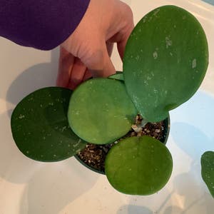 Hoya obovata plant photo by @error.crystal named $5 on Greg, the plant care app.