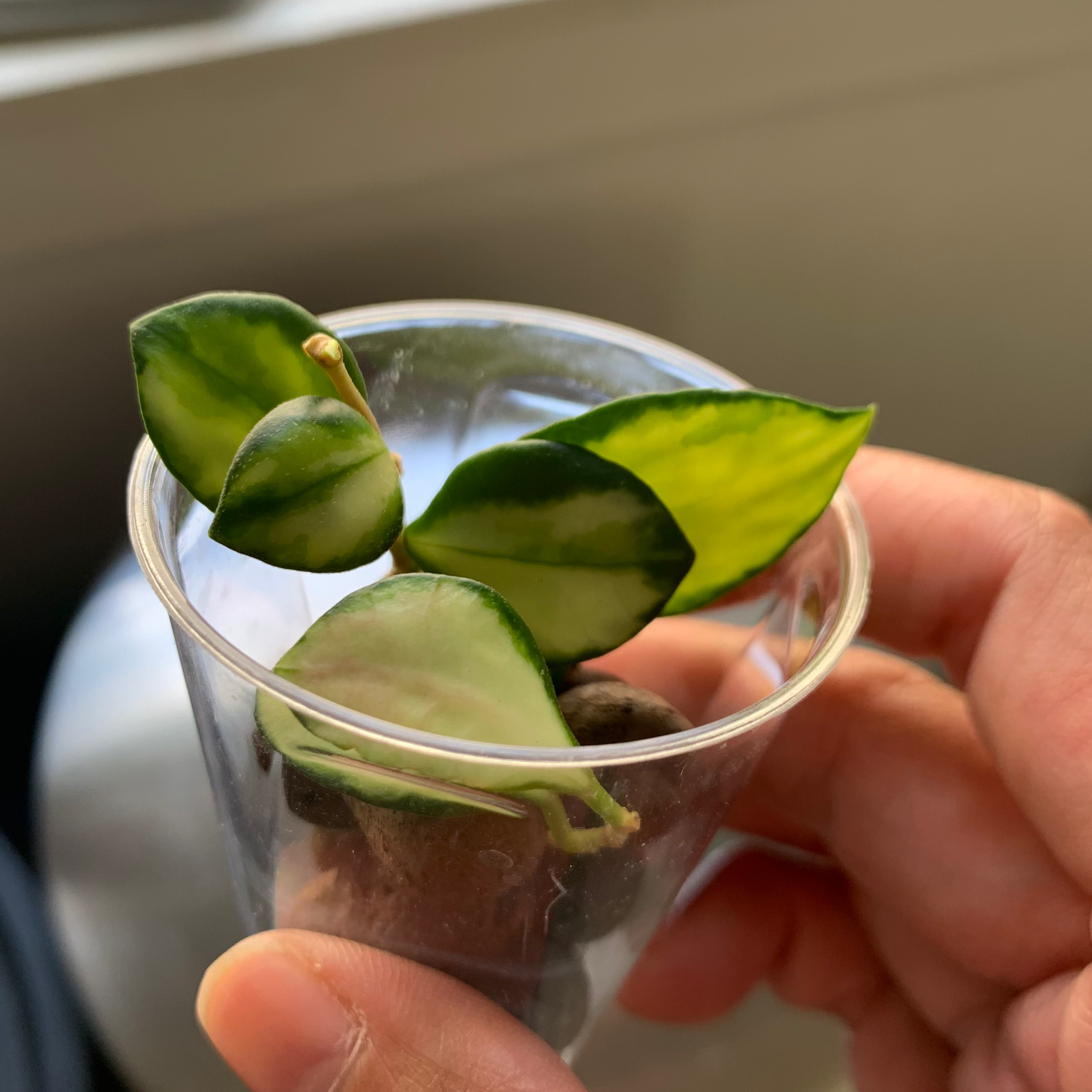Hoya heuschkeliana variegata plant in a clear plastic cup, held by a hand.